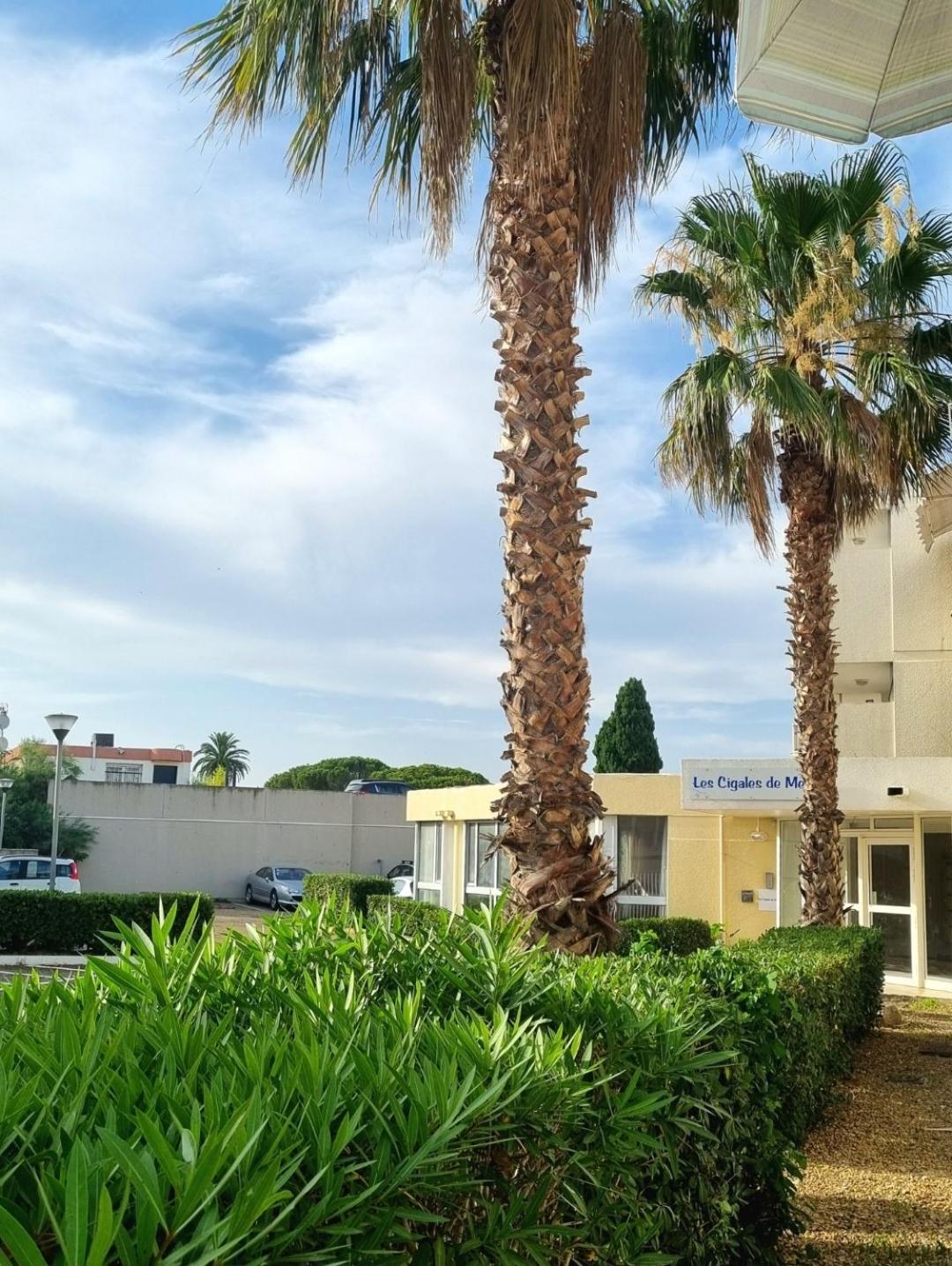 100 M De La Plage - Les Cigales De Mer - Studio Cabine - Parking Le Grau-du-Roi Kültér fotó